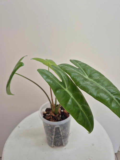 Alocasia Longiloba