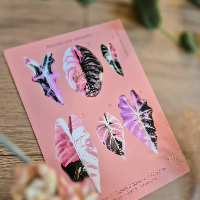 Botanical prints 148X210mm
