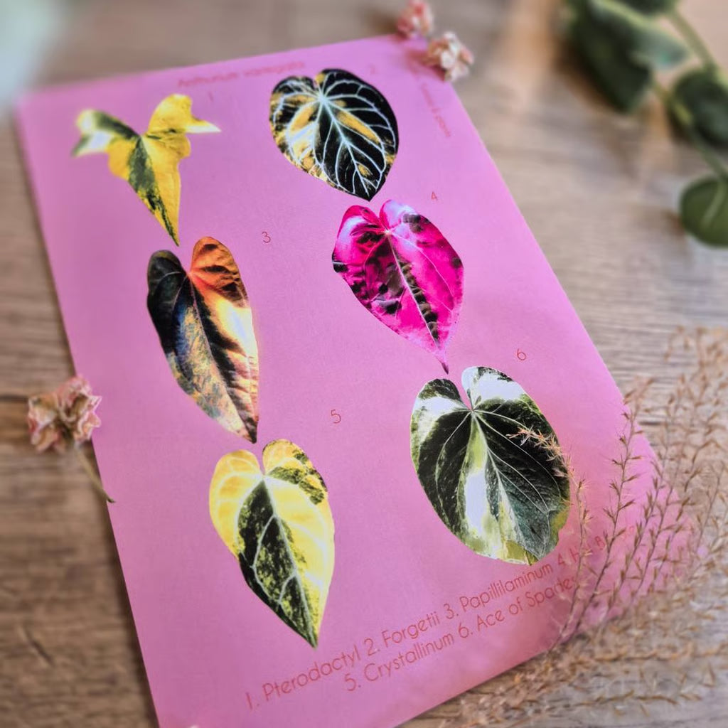 Botanical prints 148X210mm