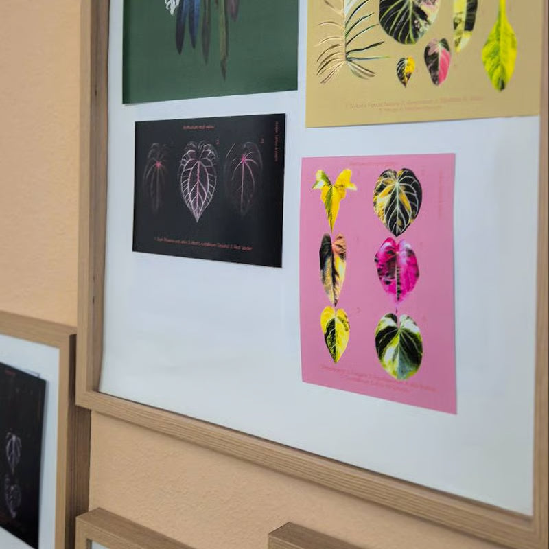 Botanical prints 148X210mm