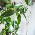 Arch trellises