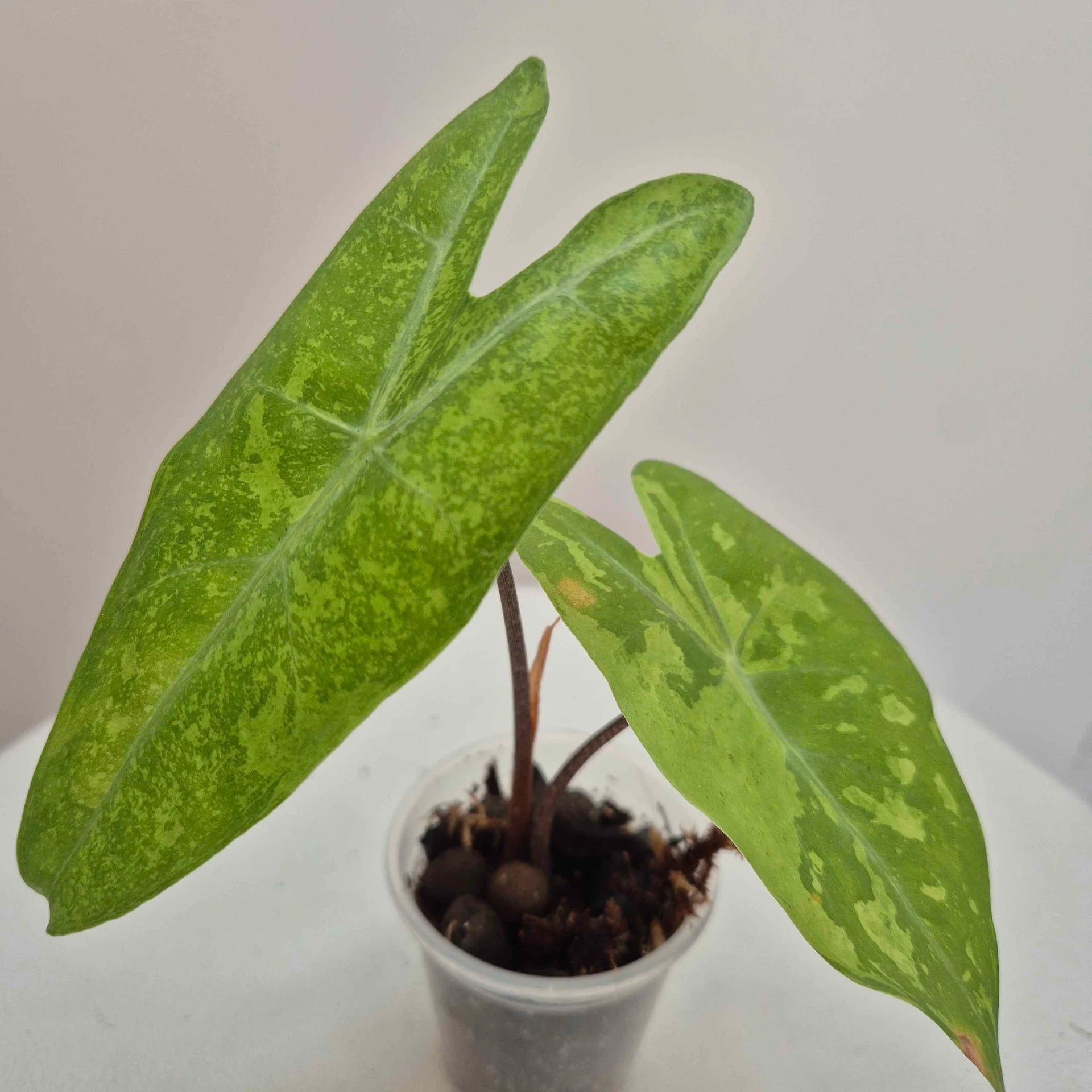 Alocasia Longiloba lemon variegata
