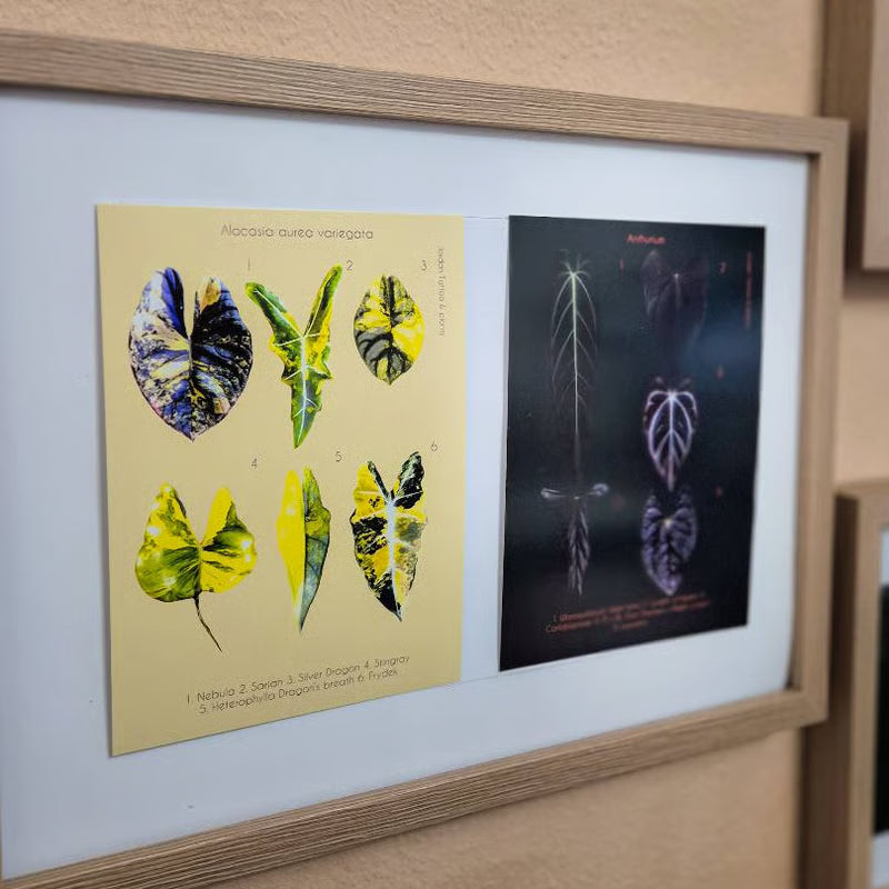 Botanical prints 148X210mm