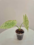 Alocasia Regal Shields