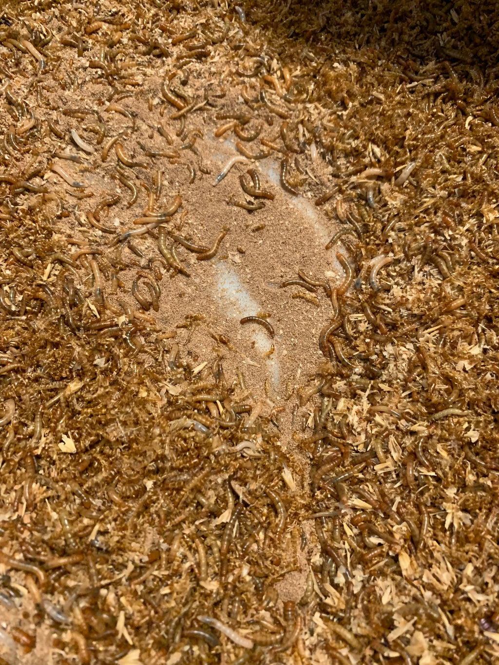 Swiss natural fertiliser / Frass