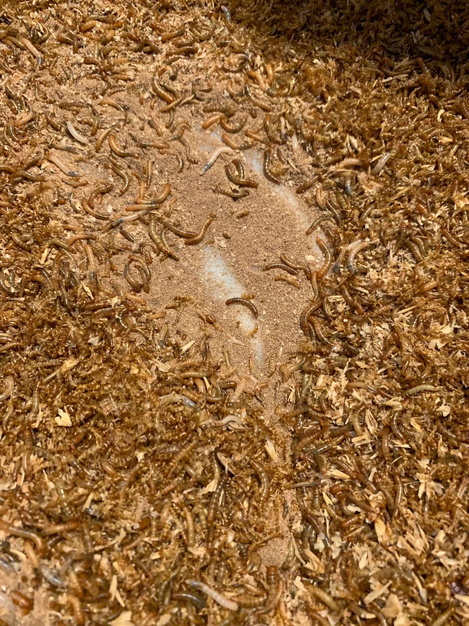 Swiss natural fertiliser / Frass
