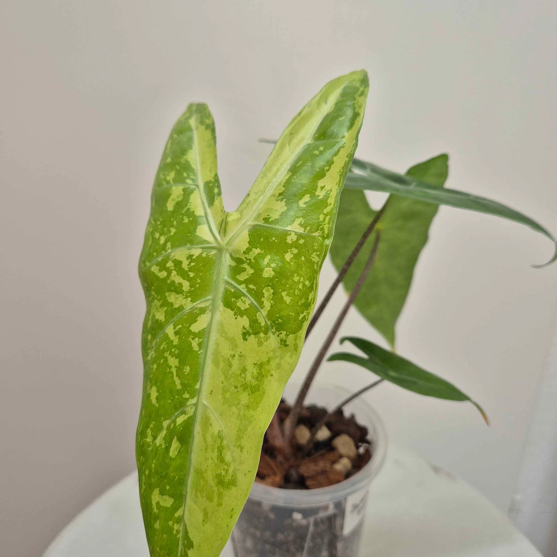 Alocasia Longiloba lemon variegata