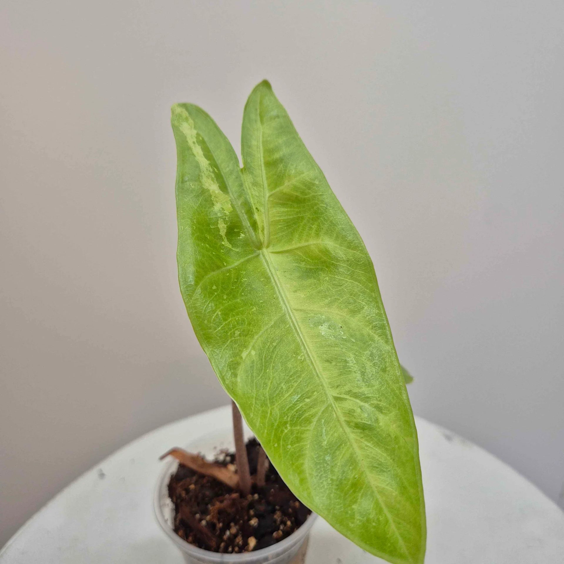 Alocasia Longiloba lemon variegata