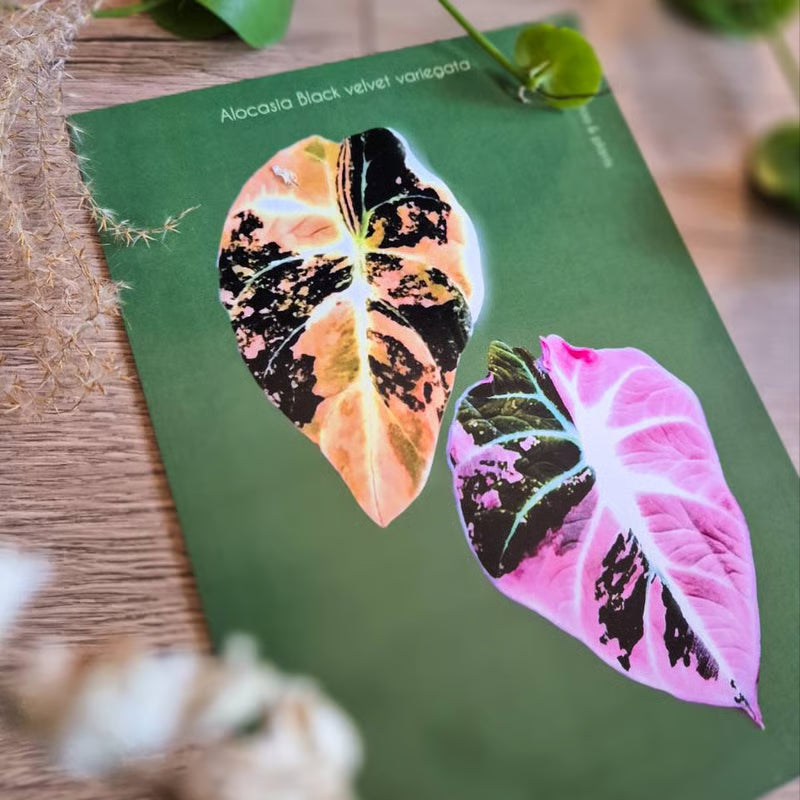 Botanical prints 148X210mm