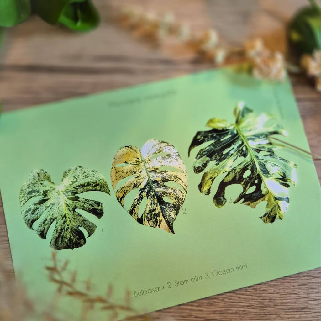 Botanical prints 148X210mm