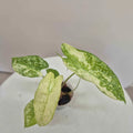 Alocasia Longiloba thai constellation