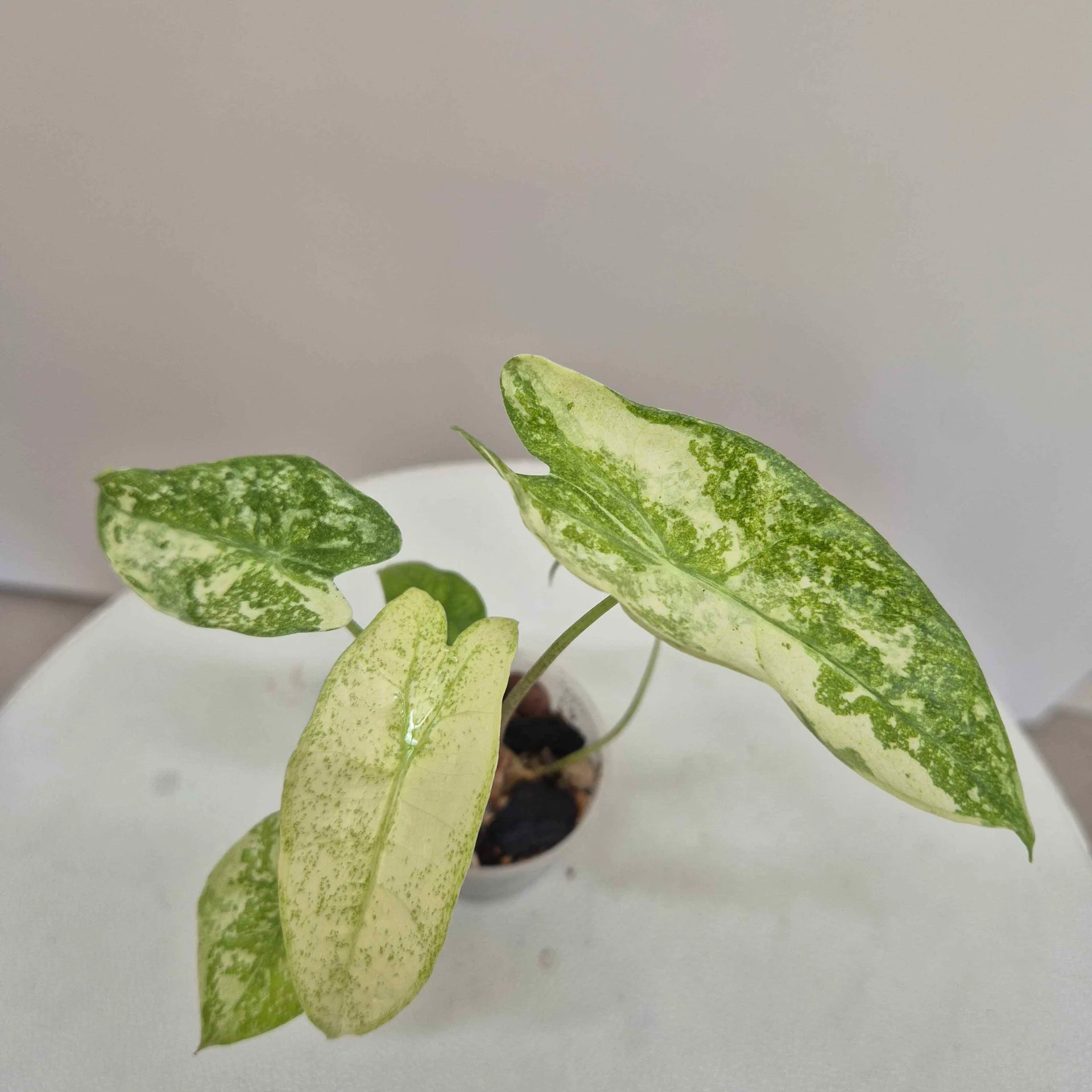 Alocasia Longiloba thai constellation