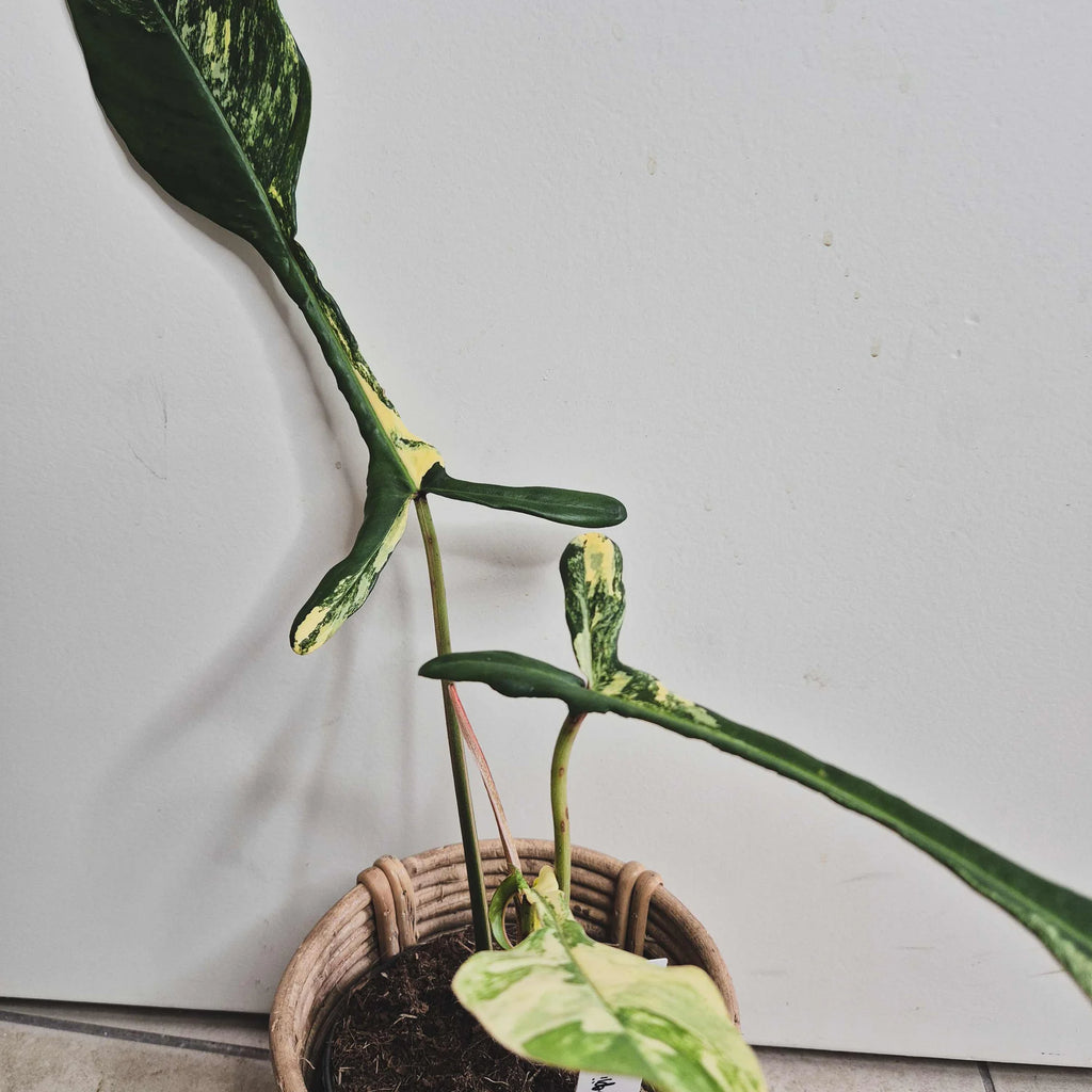 Philodendron Joepii variegata