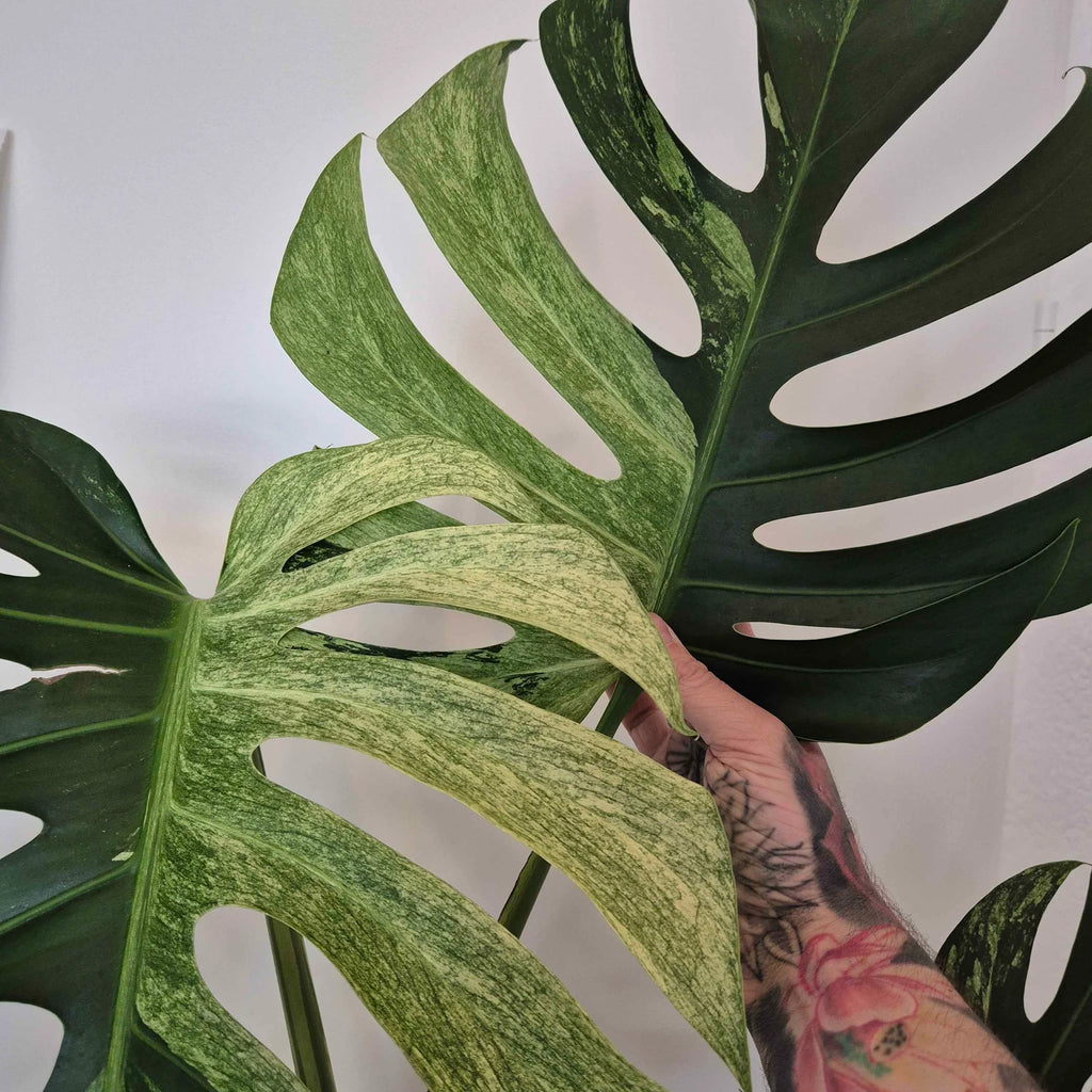 Monstera mint