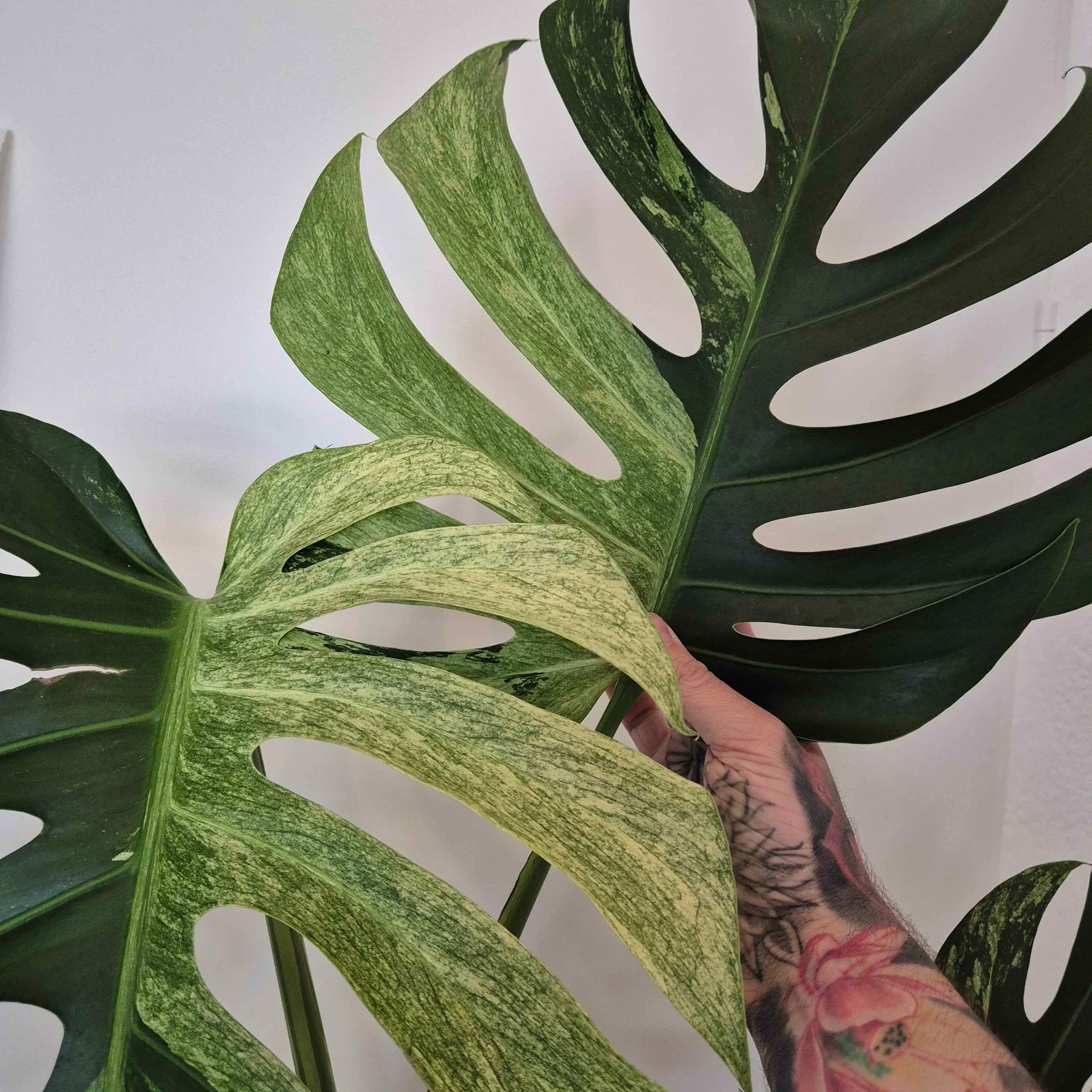 Monstera mint
