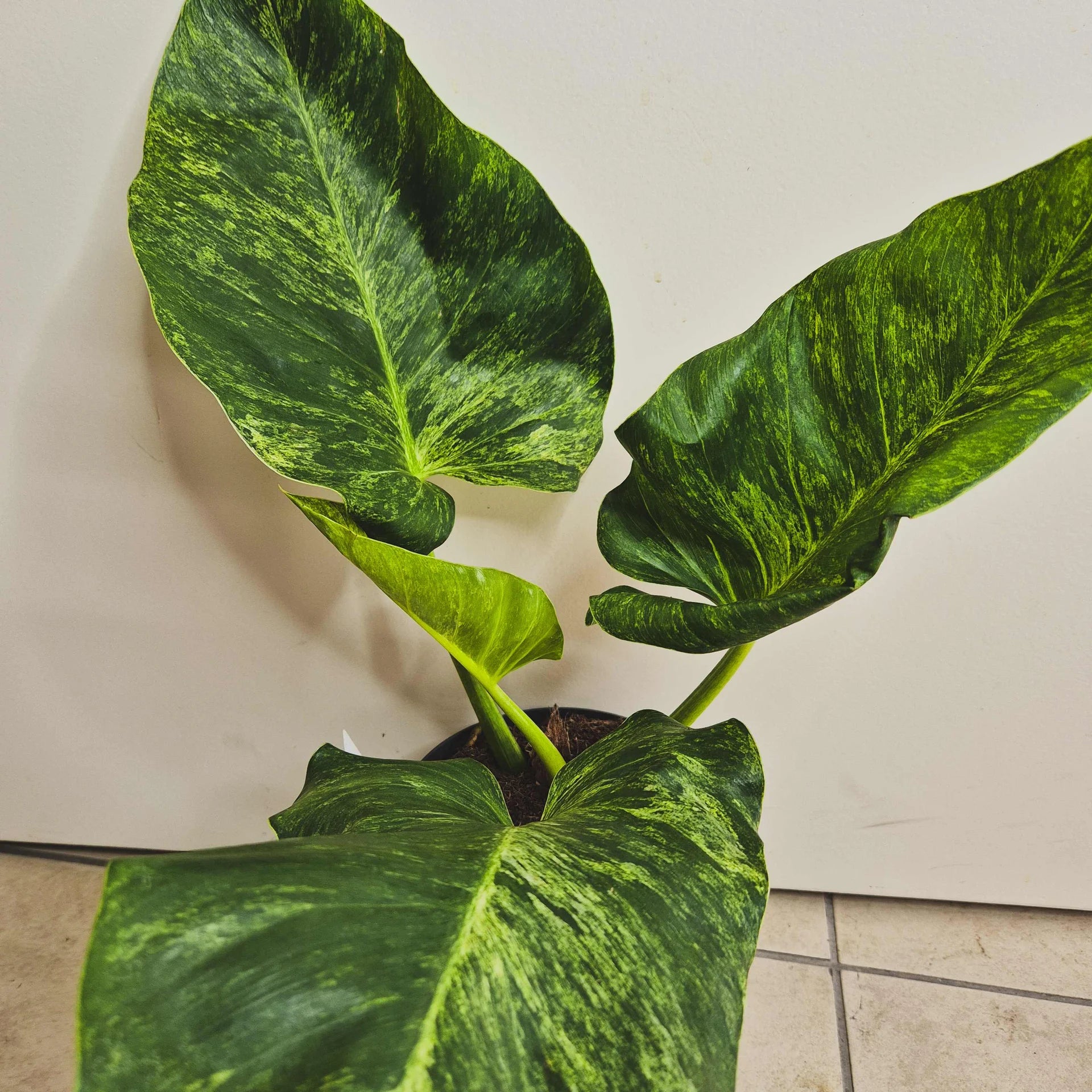Philodendron Domesticum blizzard