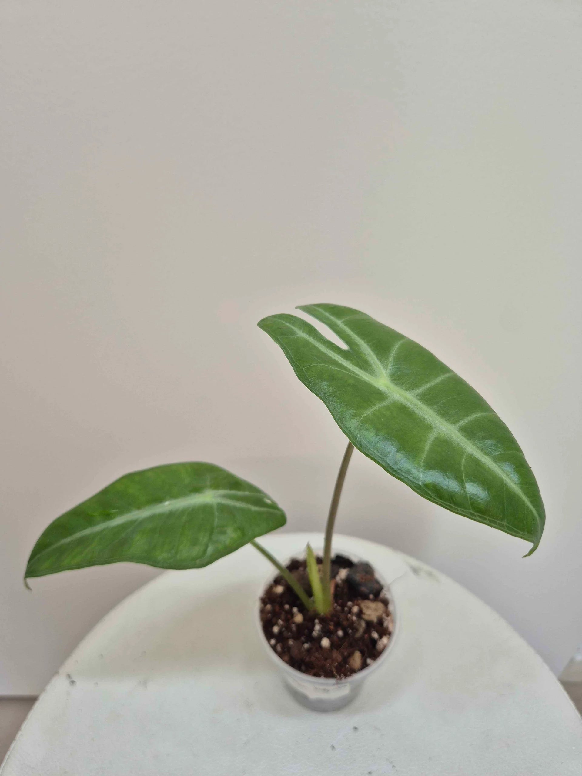 Alocasia Longiloba