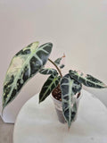 Alocasia Bambino pink variegata