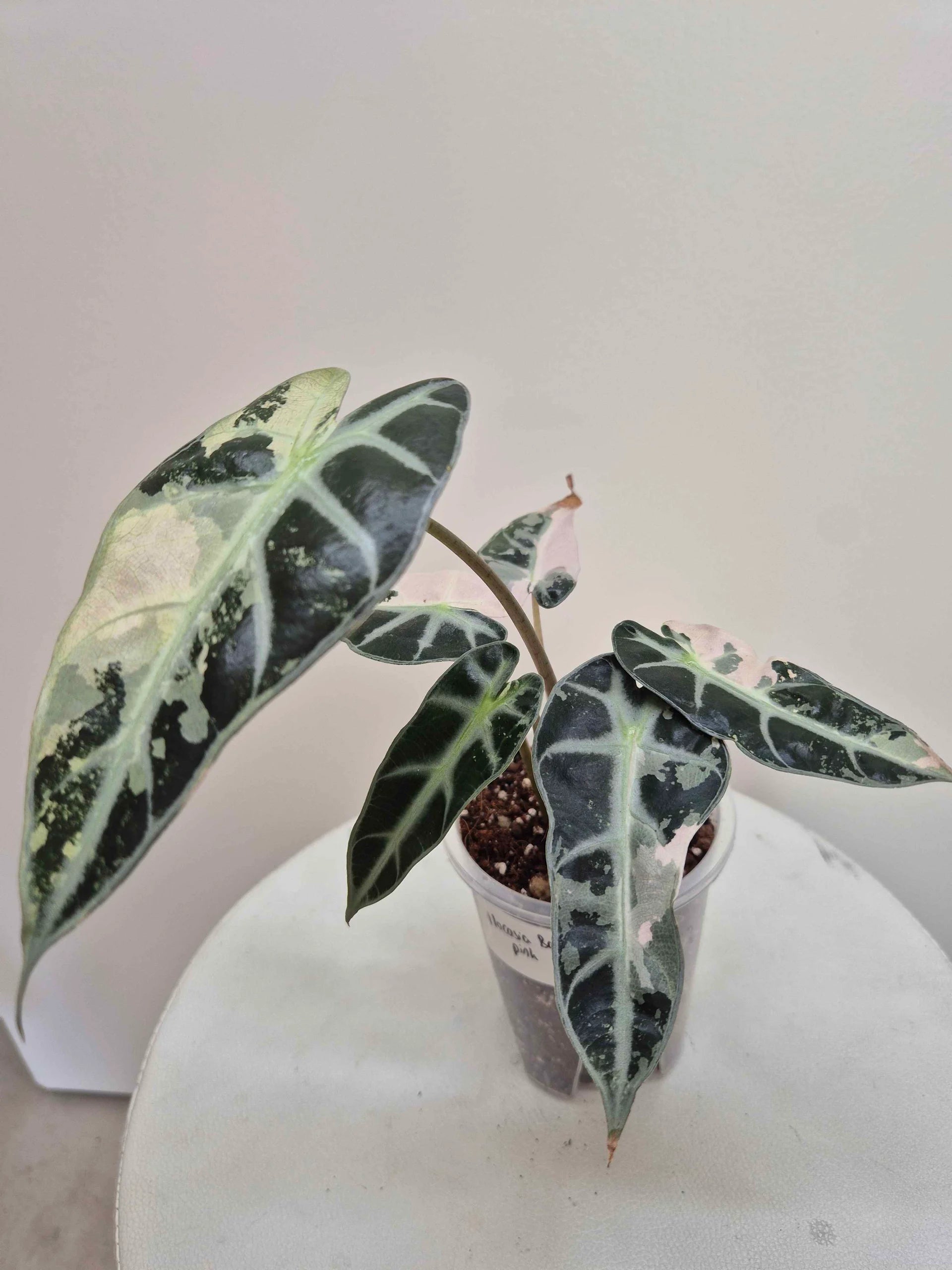 Alocasia Bambino pink variegata