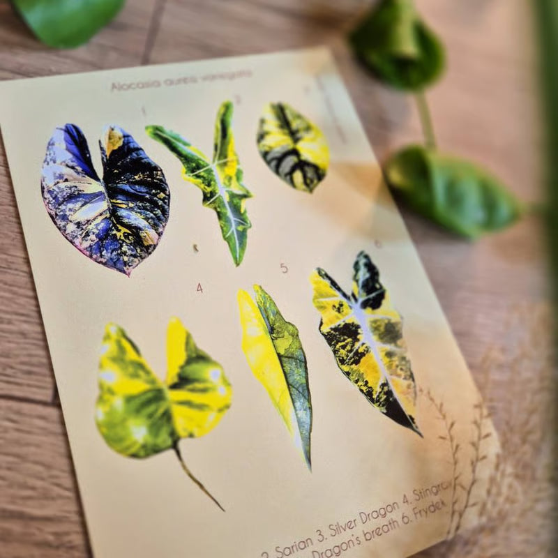 Botanical prints 148X210mm