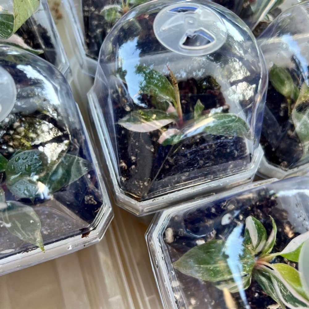 Nursery pot with lid